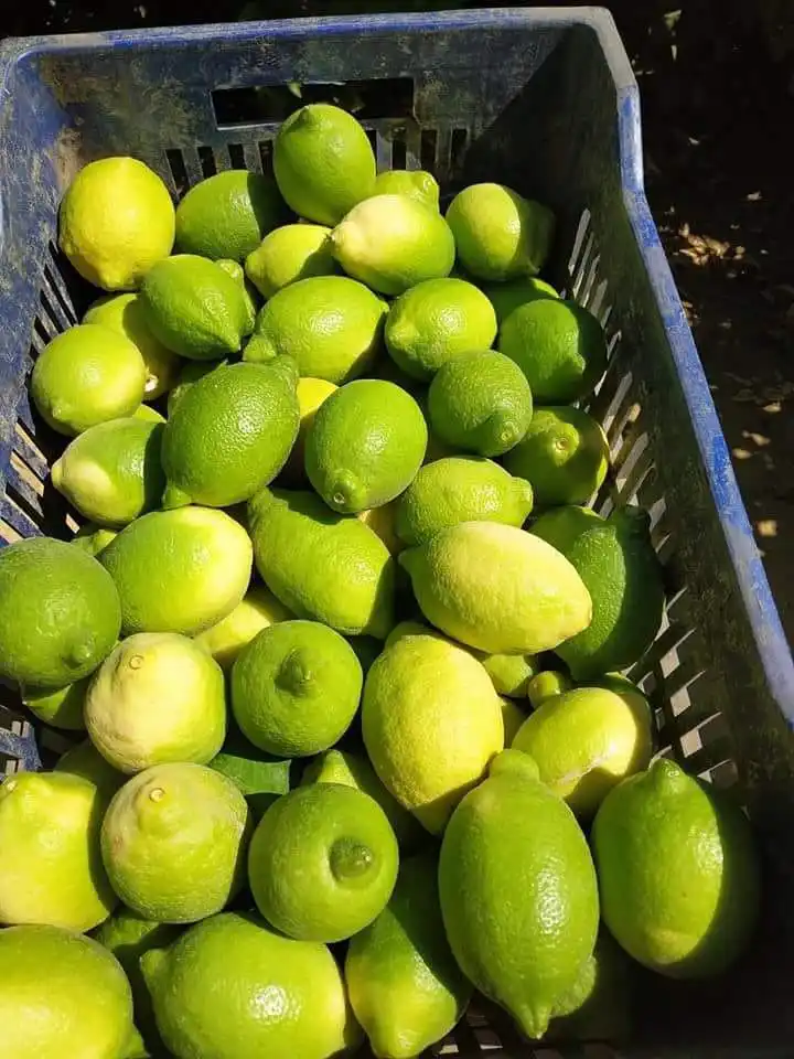 
100% Natural Pure Quality Rich Vitamin Fresh Fruit Lemon Citrus Fruit 