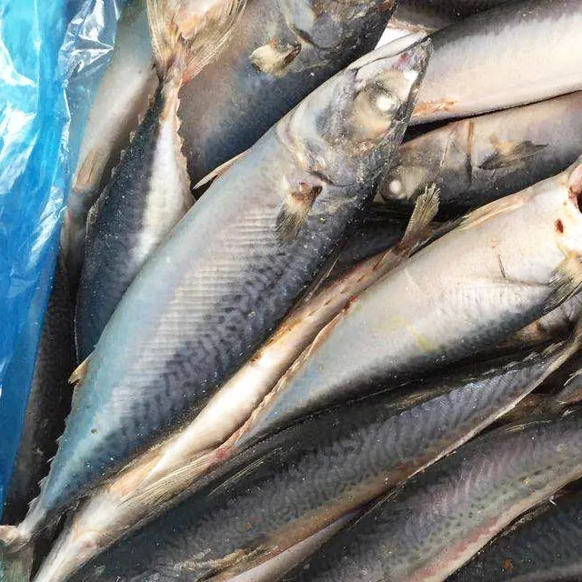 Замороженная скумбрия скомбер скомбрус