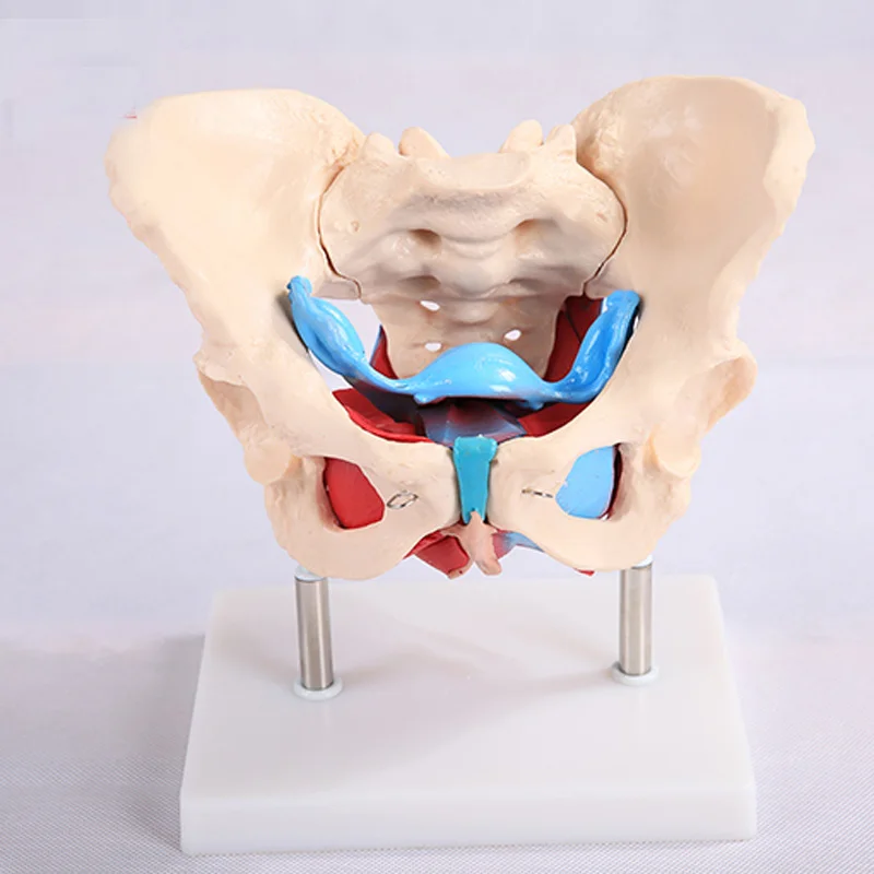 ADA-A1037 Female Pelvis Model with Pelvic Floor Muscle Anatomical PVC Skeleton Organ Model for Medical Science