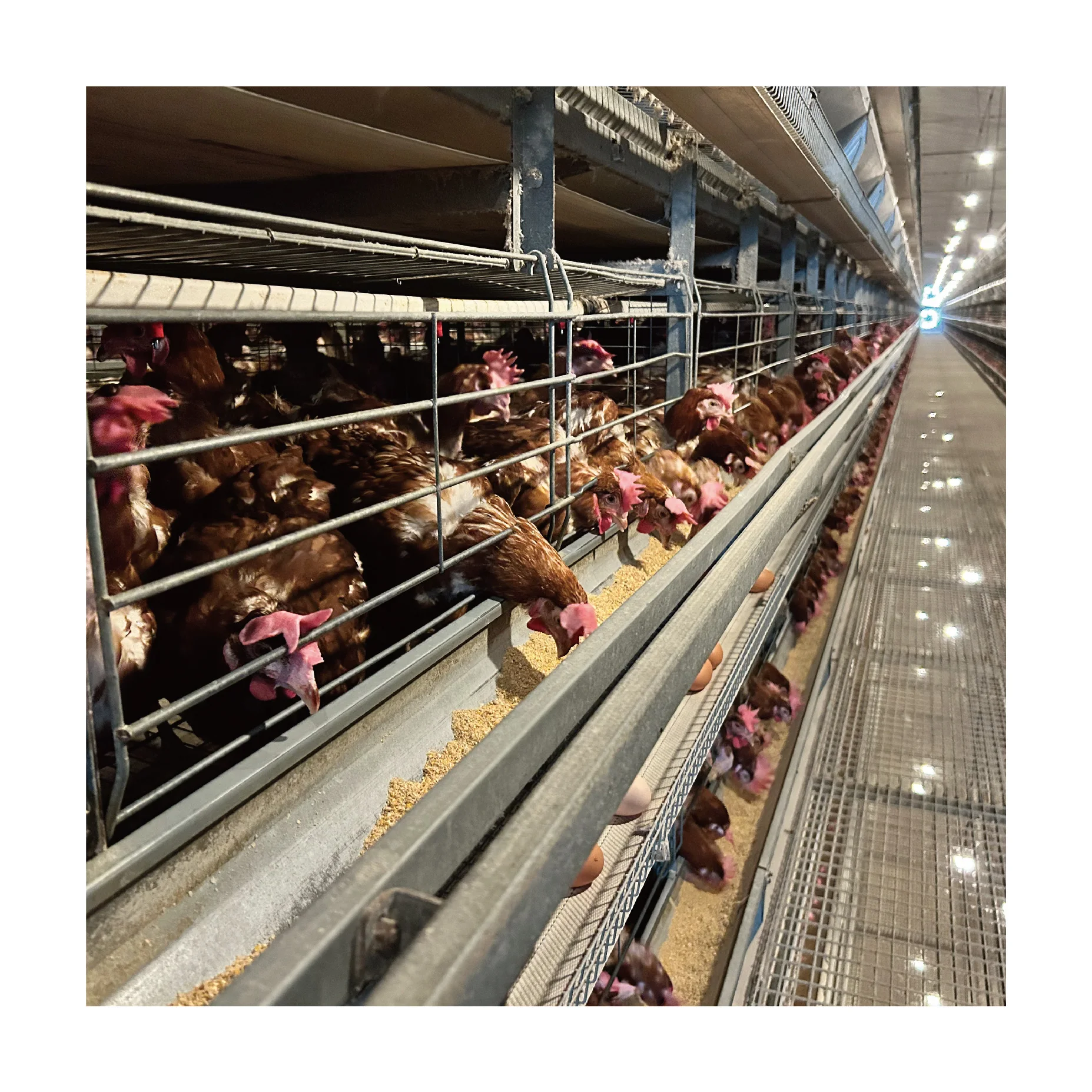 Клетка для курятника откладывающая яйца автоматическая клетка курицы