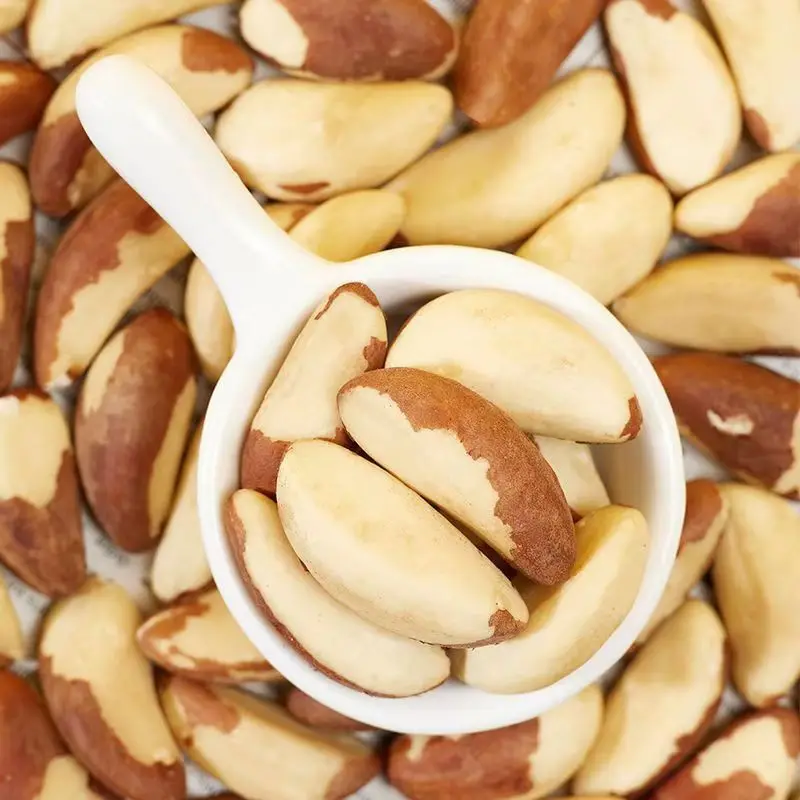 Brazilian Abalone Fruit Premium Quality Brazil Nuts