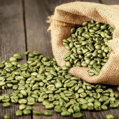 Robusta Cherry Bulk Green Coffee Bean Commercial grade unwashed raw beans from Coorg plantation