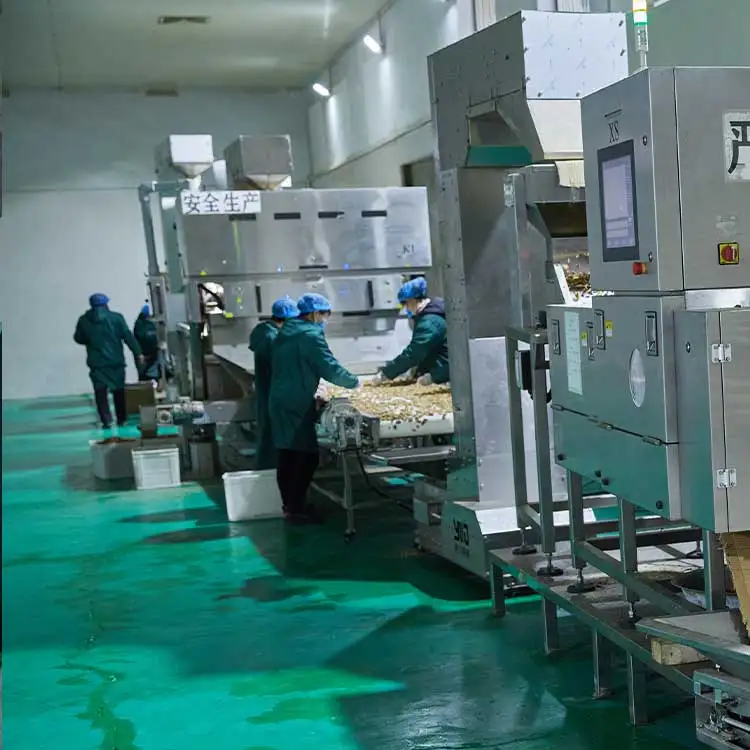 Factory price wholesale /Chinese dried fruit Xinjiang 185 walnuts xinjiang walnuts