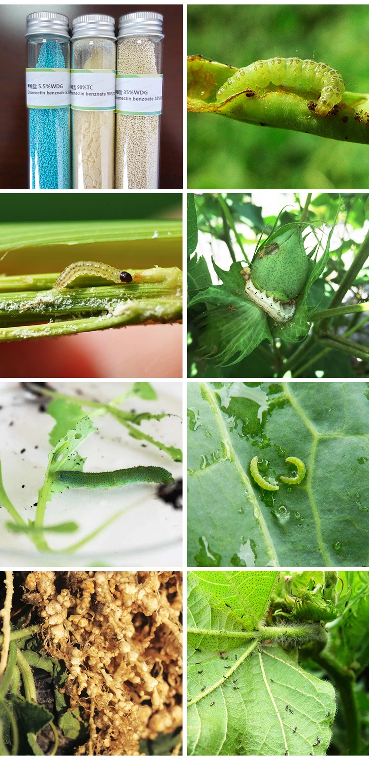 Био-пестицид, бензоат эмамектина 5.7%, 30% WDG, лидер продаж, Устранитель штока риса
