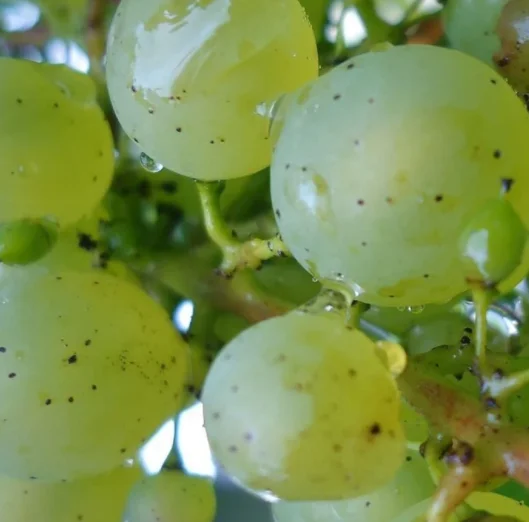 HIGH QUALITY Fresh Grapes  - TURKEY (Antalya) 2022
