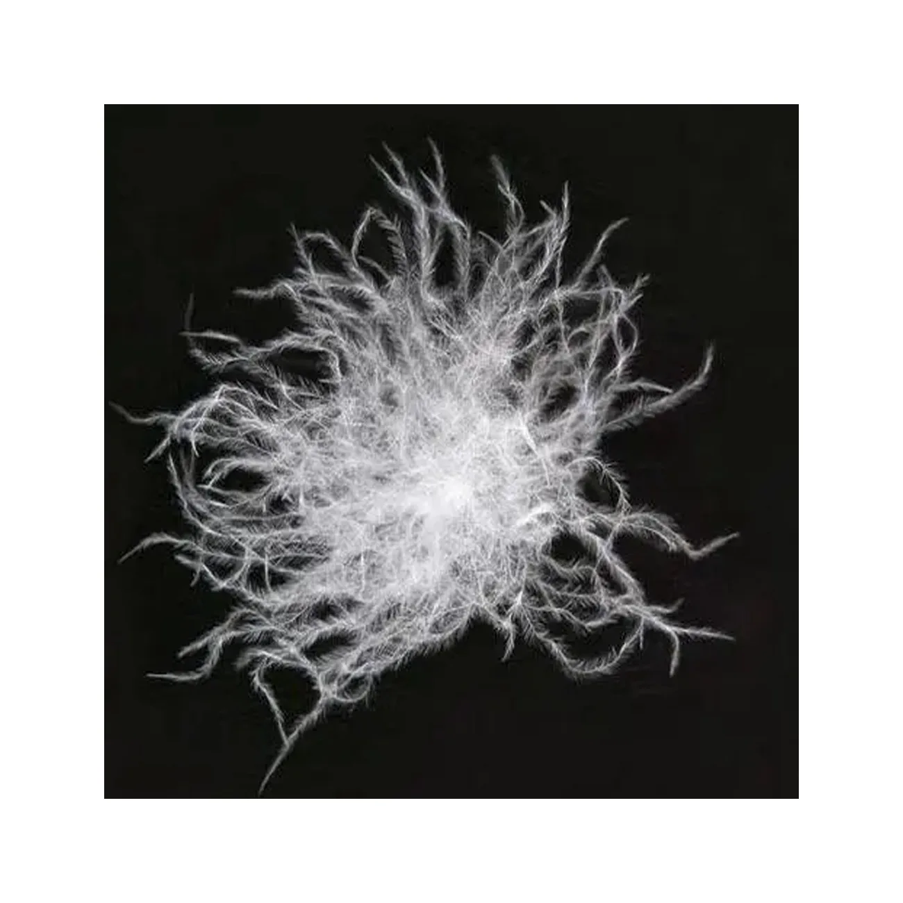 Professional Factory 100% Wholesale Natural High Powerfill Washed WHITE Goose Down Filling Materials for Home Textile