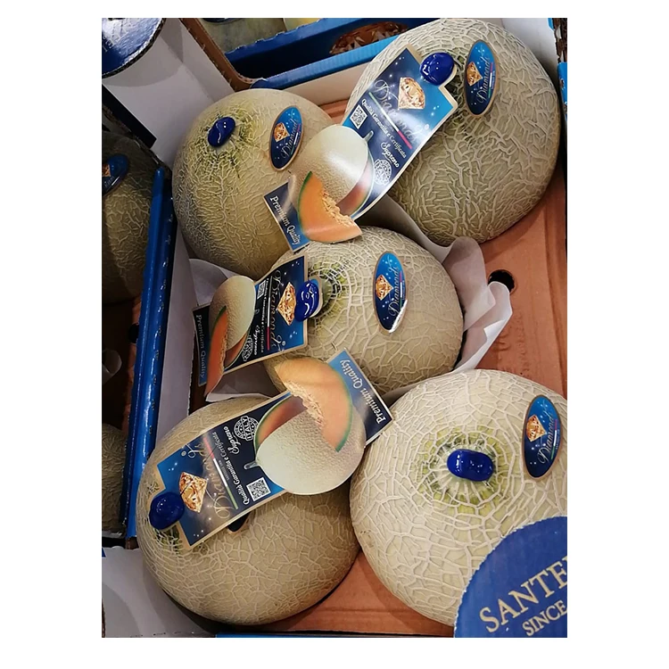 Italian Orange Pulp Musk Melon Fresh Fruits Fresh Melons