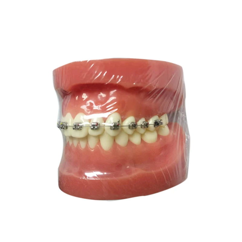 medical standard orthodontic study dentist anatomical dental typodont models  teeth model