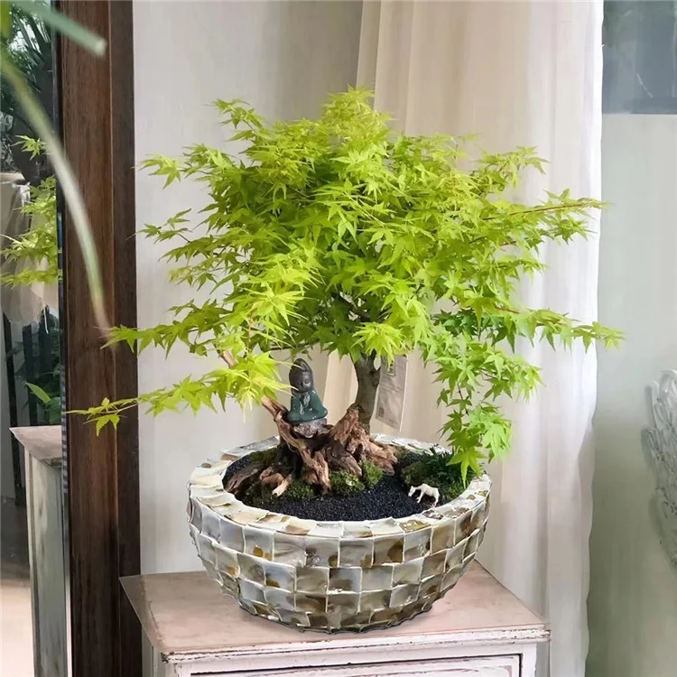 High Quality Luxury Mother of Pearl Shell Vase Round Bowl MOP Planter Pot from China