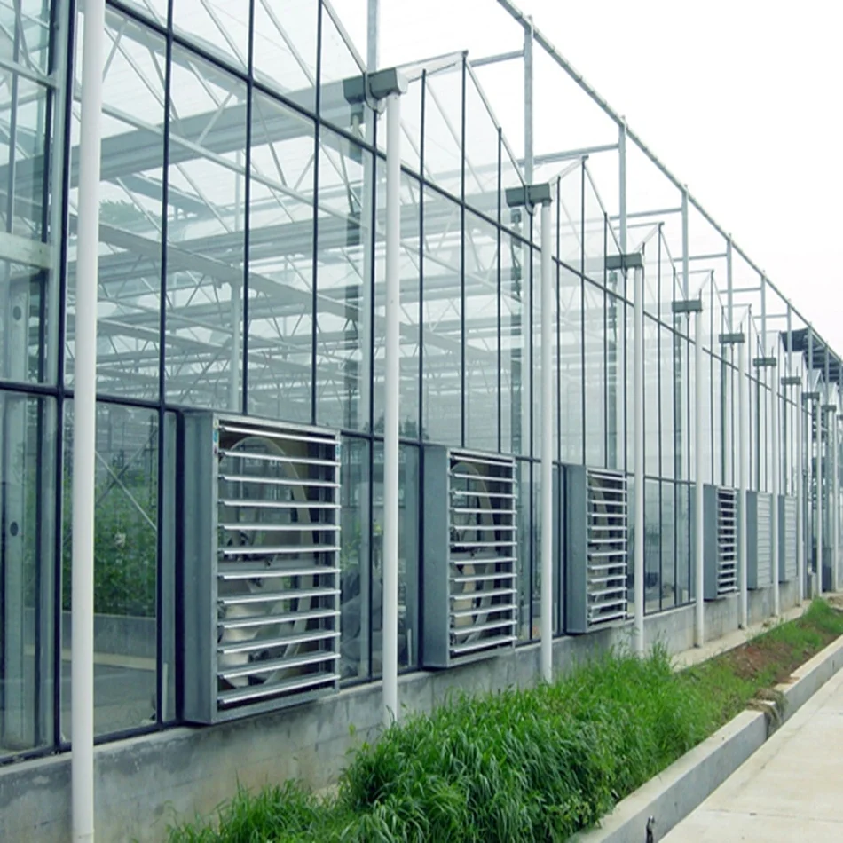  5mm Tempered glass high end agricultural crops and vegetables