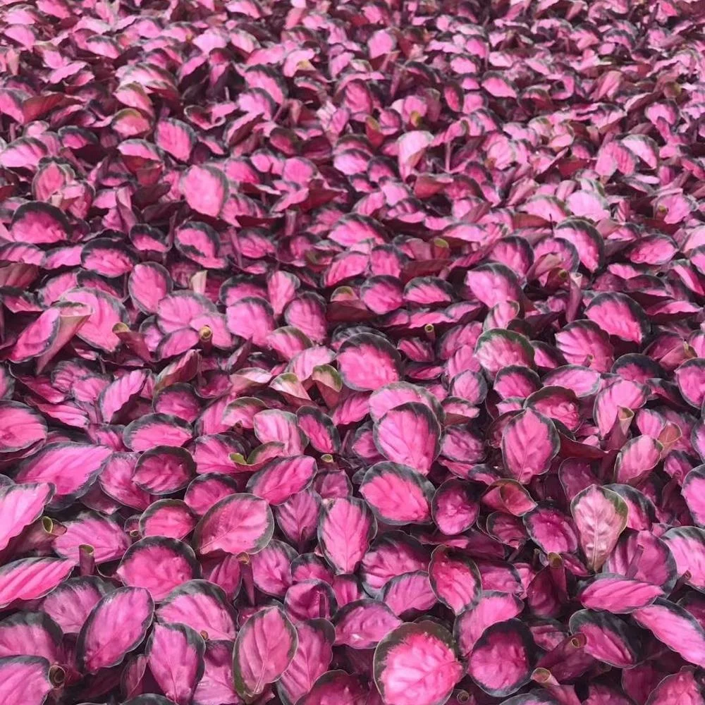 Тканевая культура саженцы растения саженцы Cai Meili