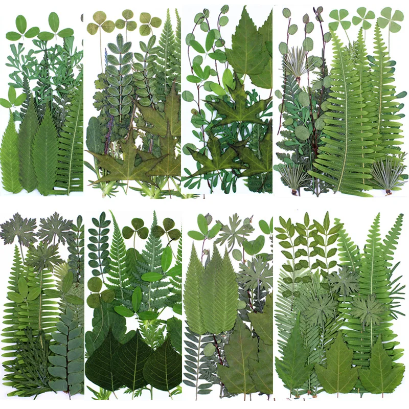 Art Craft DIY Assorted Dried Greenery Pressed Leaf for Resin Molds Phone Case Bookmarks Wedding Invitations