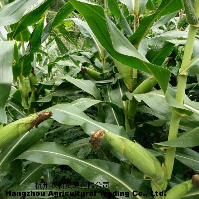 Latest hot selling seasonal fresh farmhouse high-quality corn a ton of fresh corn