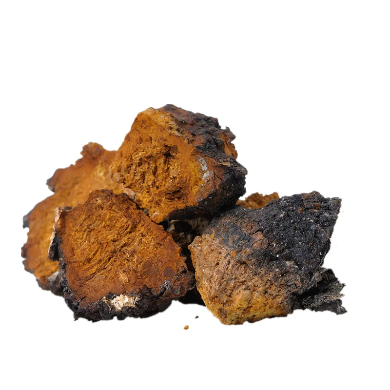 Hot sale EU/USDA certified organic chaga extract powder 30% polysaccharides fruit body