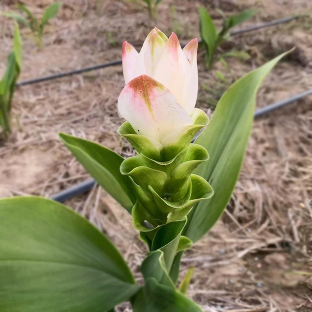 Beautiful Tropicals Plant Curcuma Flower or Thai Tulip Rhizomes from Thailand (Snow White)
