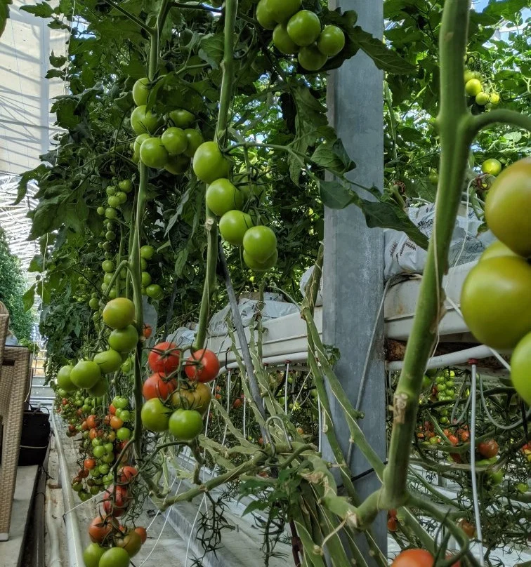 Micro PE pipe 3/5mm blackinside and white surface tube four branches arrow dripper for garden automatic irrigation system