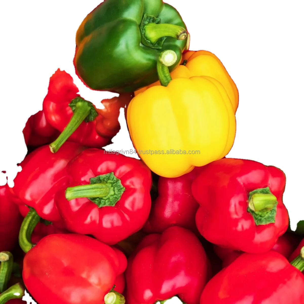 100% зрелый перец желтый красный зеленый натуральный сладкий вкус обыкновенный тип выращивания в сельском хозяйстве свежий Болгарский Перец