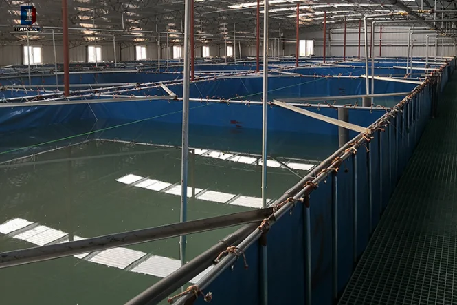 Waterproof Biodigester Fish Shrimp Fram Pond Tank HDPE Geomembrane