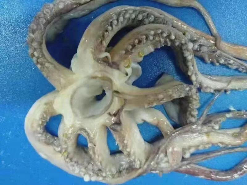 
Good Sale Frozen Squid Tentacles 