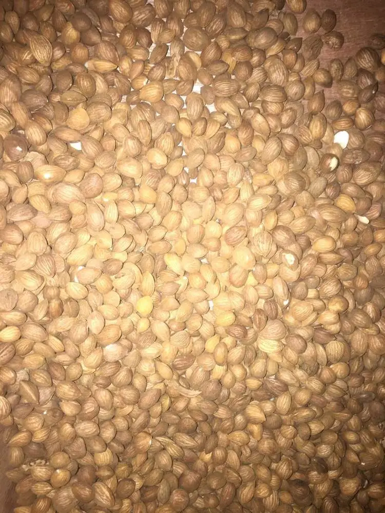 China top quality Angelon almond color sorter machine/ almond separation machine /colour sorter for almond