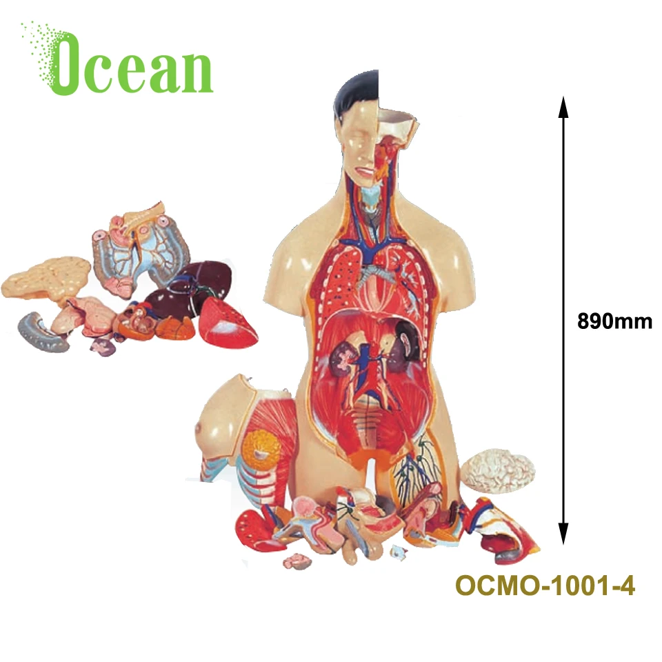 Durable in use muscles body anatomical model of viscera human organ model
