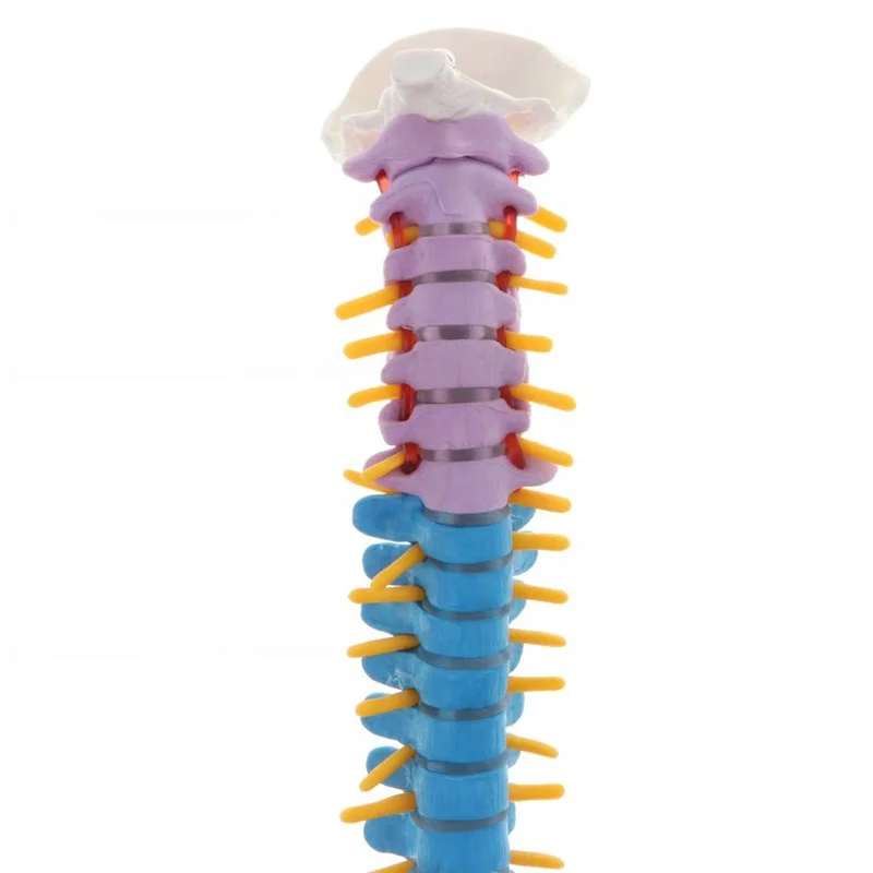 85cm Colored Medical Anatomical Super Flexible Spine Model YJ715