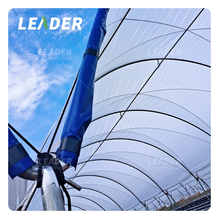 Simple Structure Agriculture Hot Galvanized Y Column Metal Frame Plastic Film Cover Multi Span Blueberry Black Berry Greenhouse