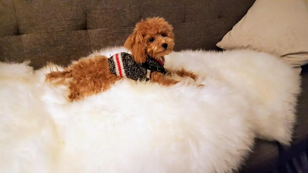 2023 White Fluffy Animal fur carpet and rug living room pelt Genuine sheepskin area shaggy Australia sheep skin rug logo