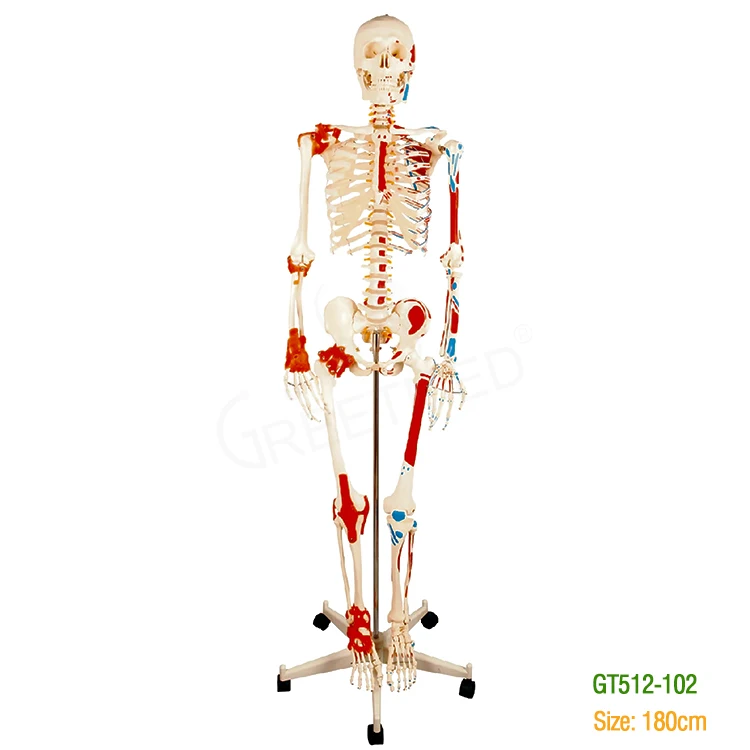 180cm 85cm pvc humano esqueleto medical anatomy skeleton original color muscule human skeleton model