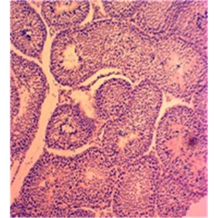 Factory Animal Tissue Microscope Slide Set for Quality Teaching Research Zoology Histology Prepared Slides