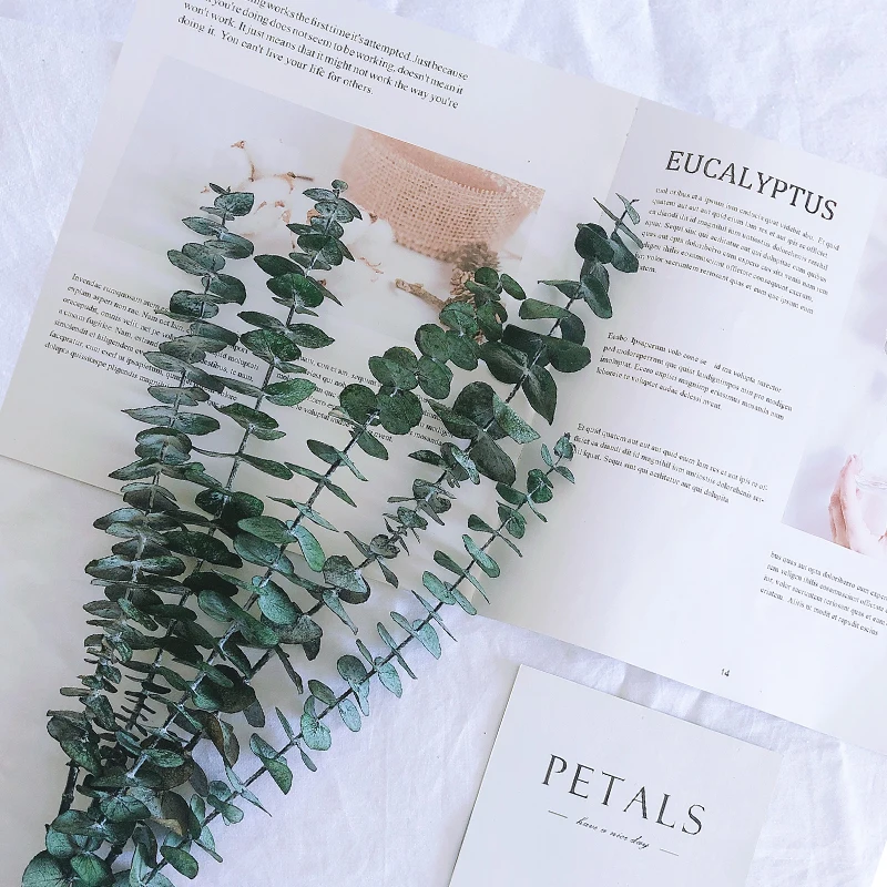 LD Amazon Hot Selling Wholesale dried flowers preserved Eucalyptus leaves for flower arrangement
