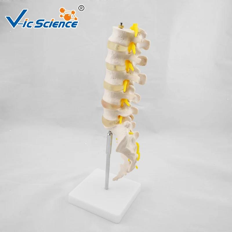 Life Size Lumbar Vertebrae Model with Sacrum Skeleton Model Anatomy Human Skeleton Model