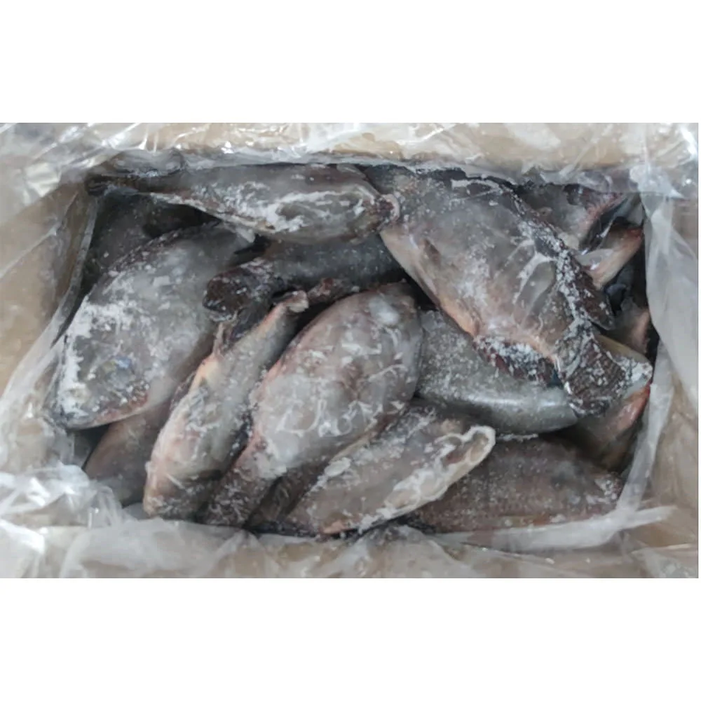 China factory frozen tilapia fish wholesale price frozen tilapia fish china freeze frozen whole tilapia exporters