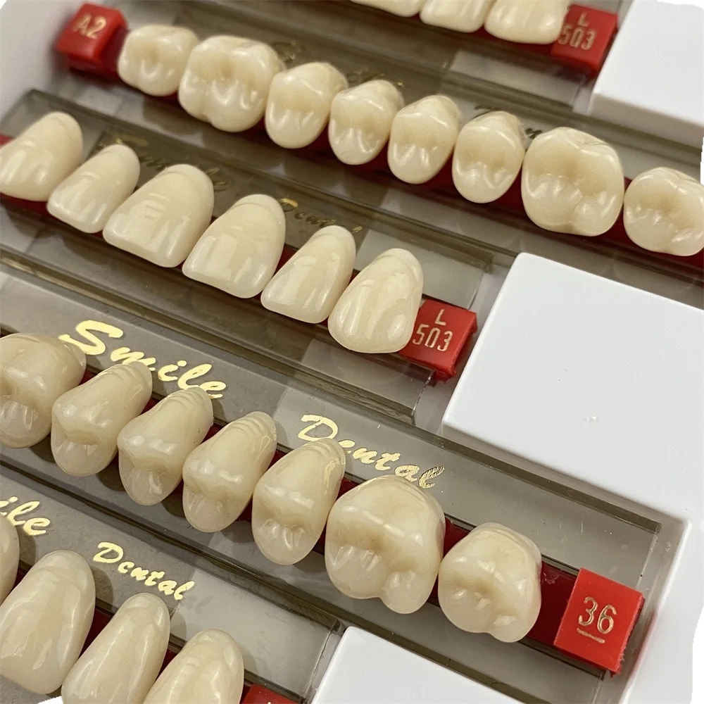 Dental 2-layer Synthetic Resin Teeth Denture Teeth Acrylic Resin Teeth