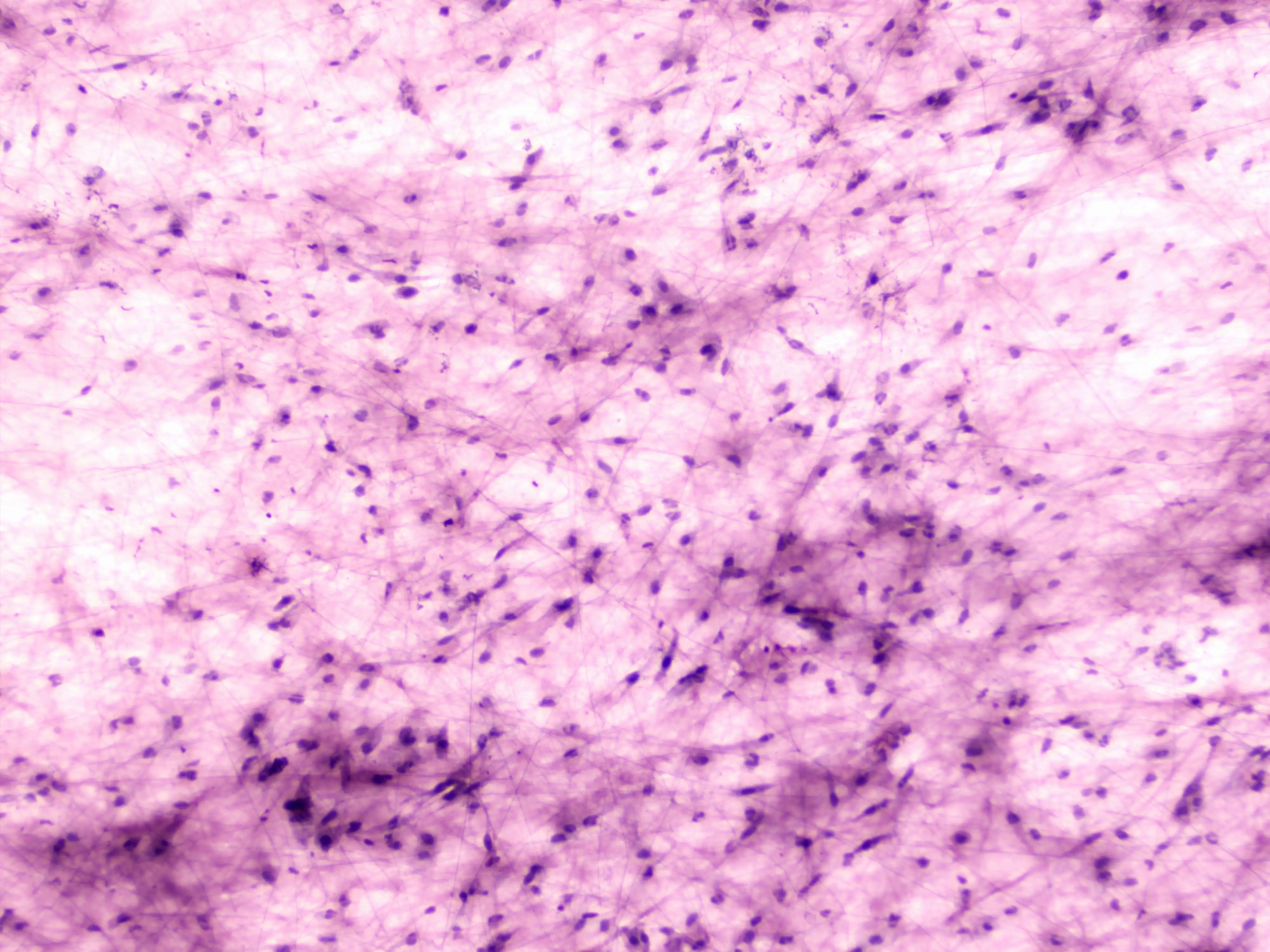 Factory Lab 50 Pcs / Set Human Animal Histology Prepared Slides Glass Microscope for Teaching in Plastic case