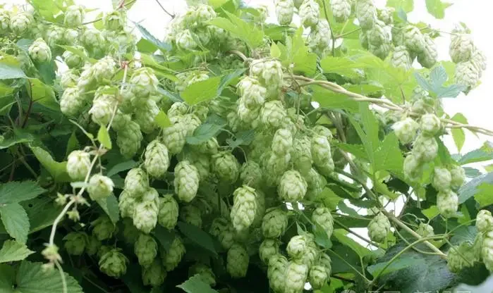 High quality beer beverages flavor liquid hop extract hop juice concentrate flavor  hop  flavor for beer making