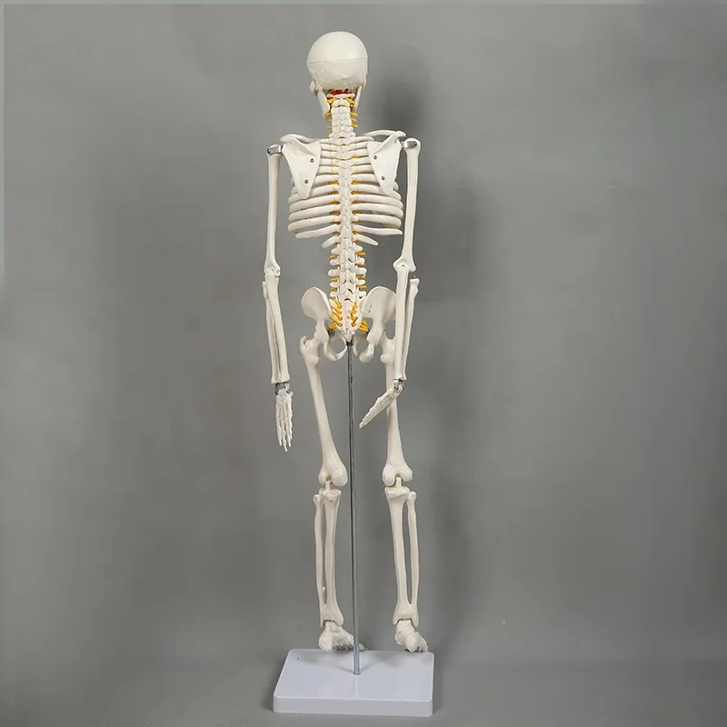 42cm Indoor/Outdoor Use Halloween Decorations Plastic Life Size Full Body Realistic Gear Movable Joints Halloween Skeleton