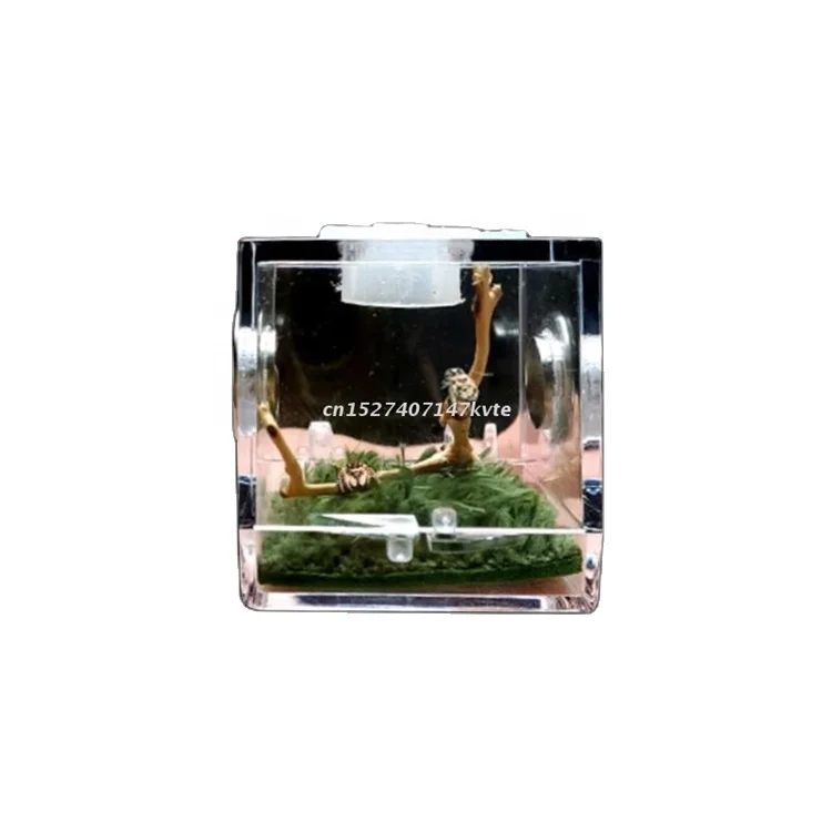 3 Size Black Widow Spider Small Insect Breathable Terrarium Transparent Reptile Breeding Box Acrylic
