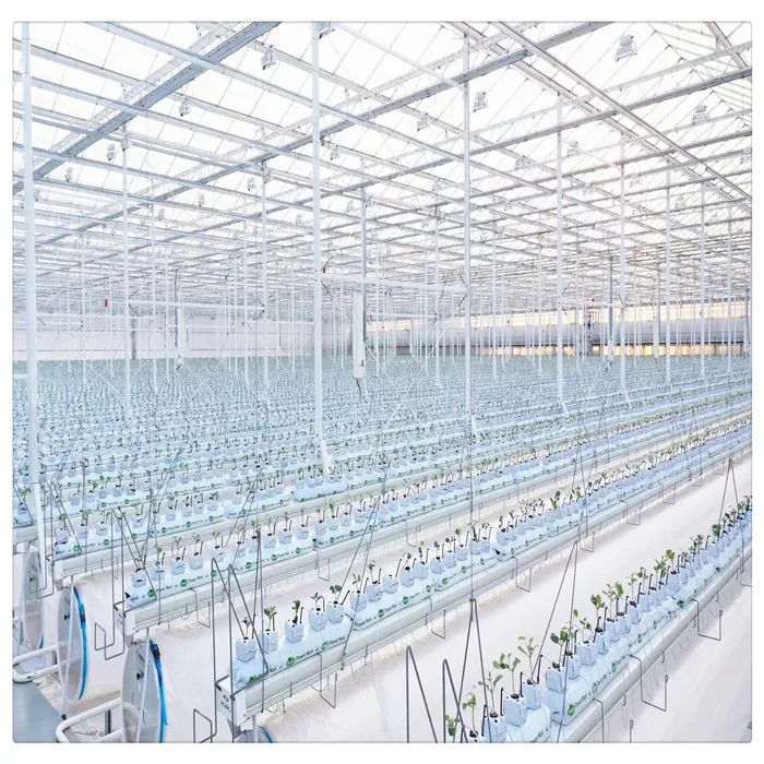 China Customized Steel Frame Multi Span Polycarbonate Greenhouse