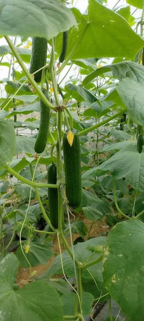 
Most Reputable and Quality Company In Vietnam Fresh And Juicy Young Cucumber Eco Friendly Farm Buy Now For Best Price 