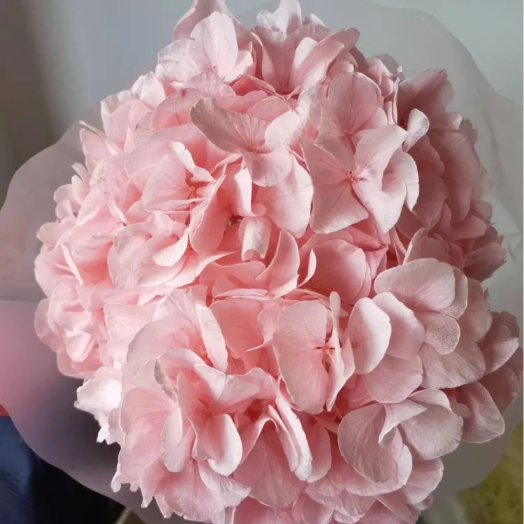 Home decoration of preserved Hydrangea with stem Big leaf Natural flowers Long term preservation