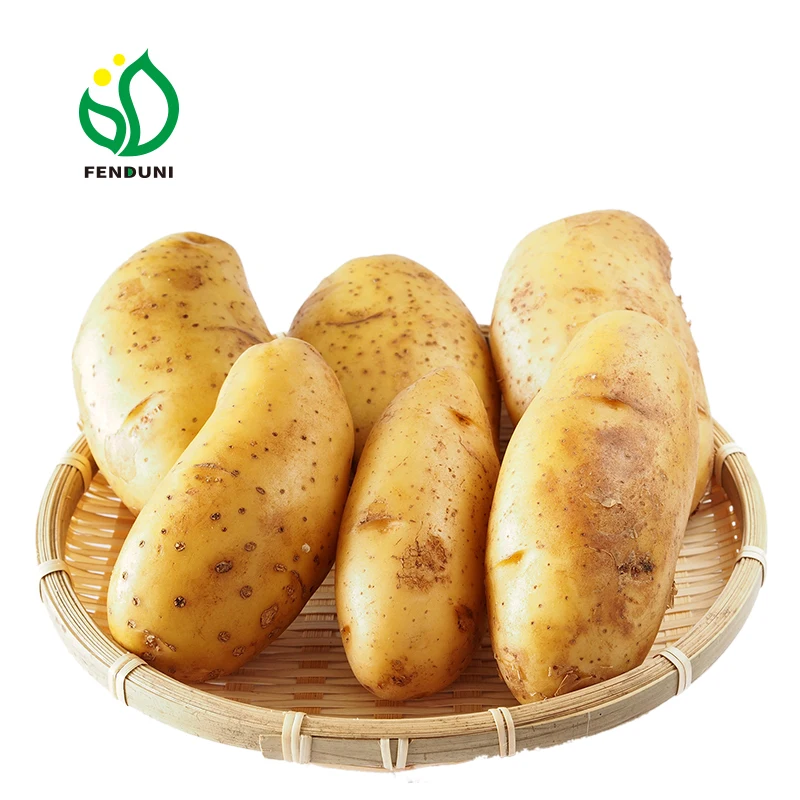 Chinese supplier 10kg mesh bag holland potato seeds sweet-potato yellow potato