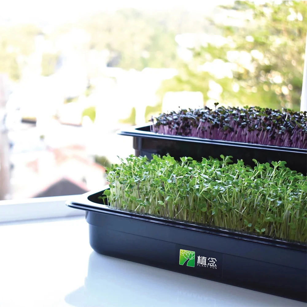 Amazon hot selling easy microgreen for growing microgreens at home with planting tray
