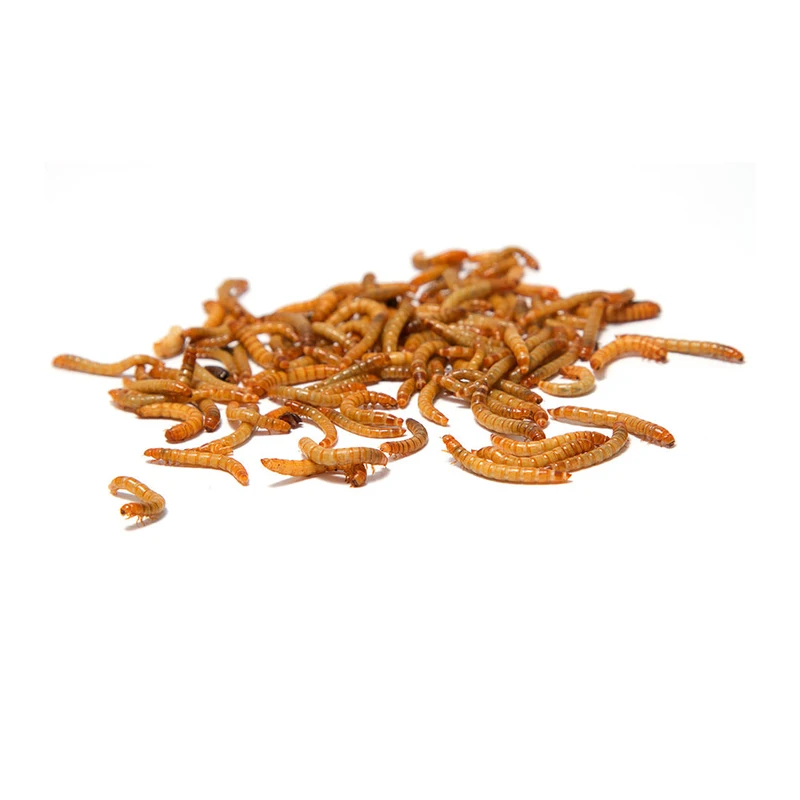 Direct Selling Ex-Factory Price Balanced Nutrition Breadworm Easy to Use Breadworm Dry Worm Suitable for All The Birds