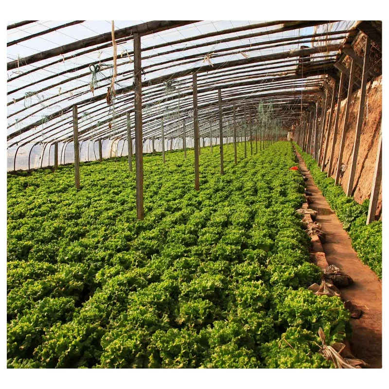 Single Span Tunnel Type Film Blackout Light Deprivation Greenhouse for Mushroom and Medical Plants with LED Grow Lights