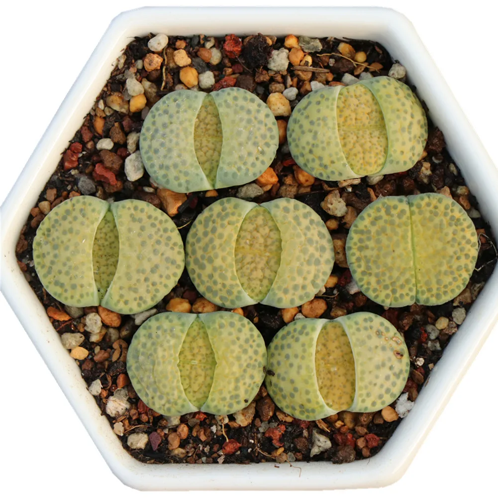 Мини-растения lithops, суккуленты по конкурентоспособной цене из Китая