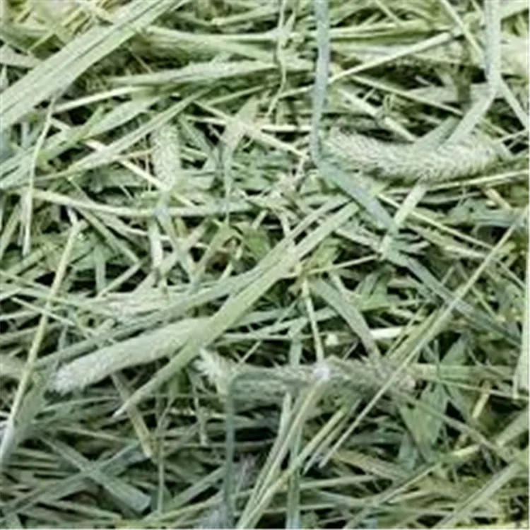 Dairy Horse Premium 1st cut timothy hay for sale