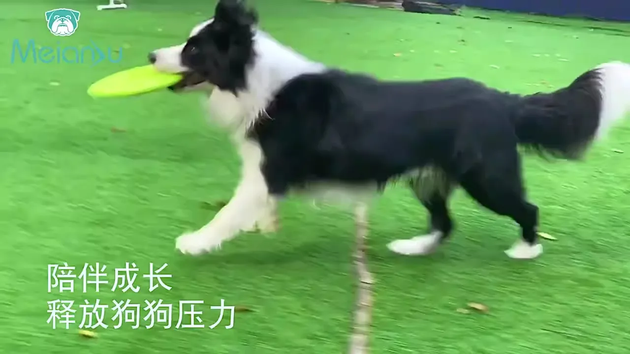 Factory Custom Logo PE Frisbeed Flying Disc Circular Frisbees with Logo Blank Plastic Pet Golf Dog Flying Saucer Disc Frisbeed