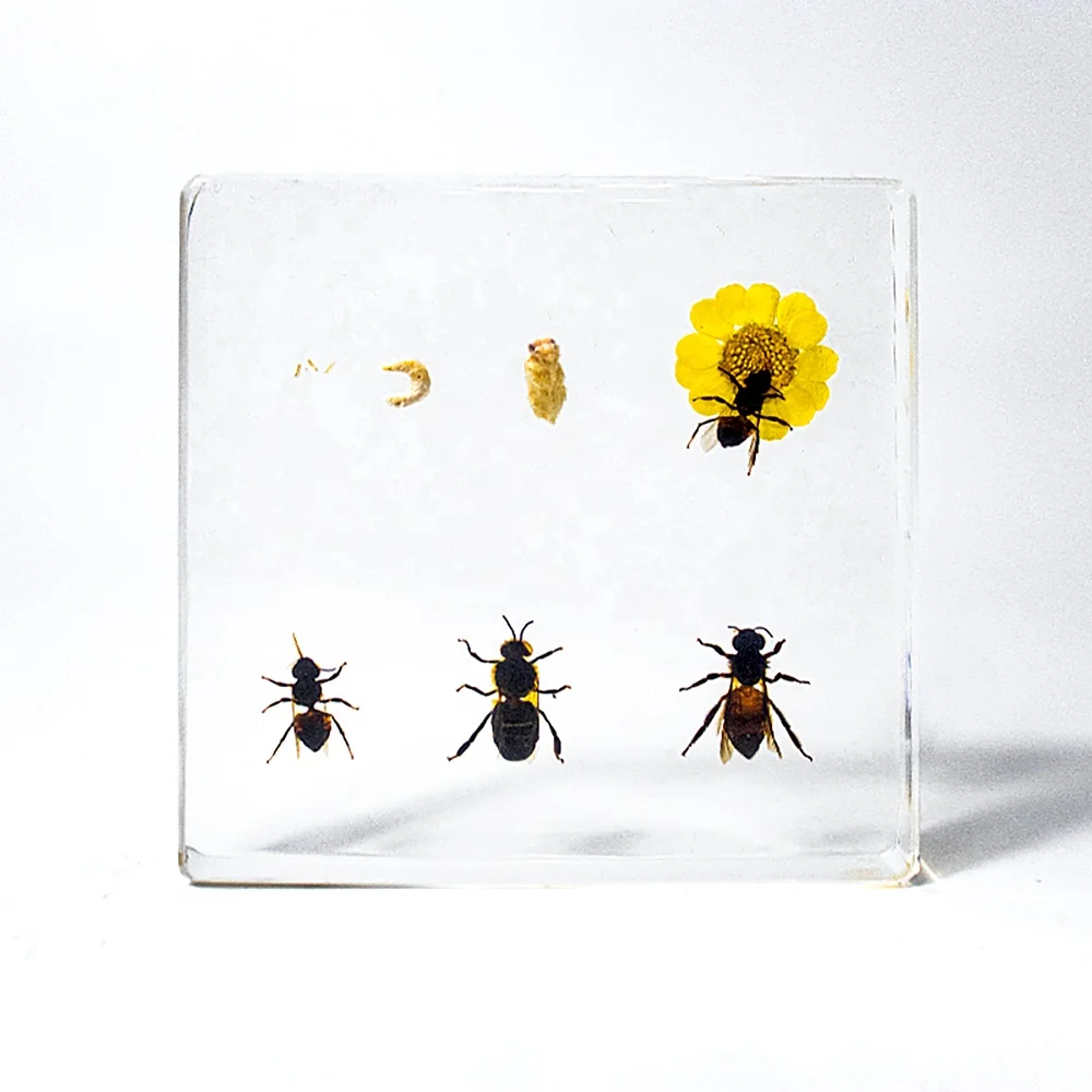 Educational Supply Real Insect Paperweight Taxidermy specimen In resin Biological Model Teaching Aid honey bee resin