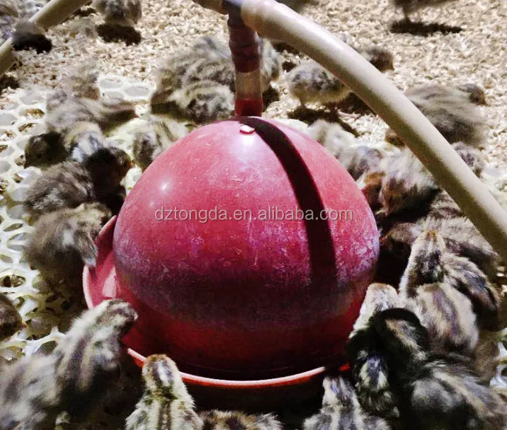 Automatic quail  nipple drinkers drinking bowl